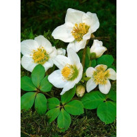 Helleborus niger ´Christmas Carol´ / Čemerica, K9