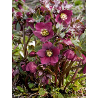 Helleborus orientalis ´Halcyon Early Dark Red´ / Čemerica východná , K11