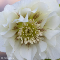 Helleborus orientalis 'Double Ellen White'® / Čemerica východná , K11