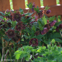 Helleborus orientalis ´Double Ellen Red´ / Čemerica východná , K11