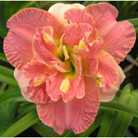 Hemerocallis 'Lacy Doily' / Ľaliovka, C2