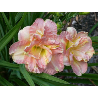 Hemerocallis 'Lacy Doily' / Ľaliovka, C2