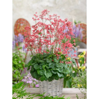 Heuchera sanguinea ´Leuchtkäfer´ / Heuchera krvavá, K9