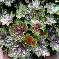 Heuchera americana Marvelous Marble / Heuchera, K9