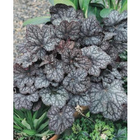 Heuchera ´Amethyst Myst´ / Heuchera, K9