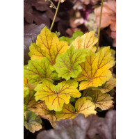 Heuchera x hybrida ´Electra´ / Heuchera, C1