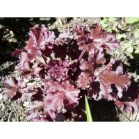 Heuchera americana Melting Fire / Heuchera, K9