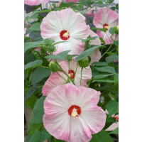 Hibiscus moscheutos ´Nippon Blush F1´ / Ibištek bahenný ružový, C2