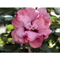Hibiscus syriacus ´Duc de Brabant´ / Ibištek sýrsky, 40-50 cm, C3