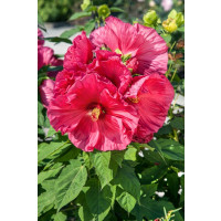 Hibiscus moscheutos ´Jazzberry Jam ´ / Ibištek bahenný veľkokvetý ružový, K17