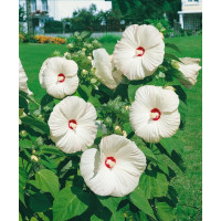 Hibiscus moscheutos ´Nippon White F1´ / Ibištek bahenný biely, C2
