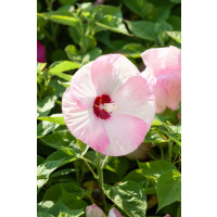 Hibiscus moscheutos ´Rose Clair´ / Ibištek bahenný bielo-ružový, C2