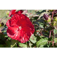 Hibiscus moscheutos ´Summerific Berry´ / Ibištek bahenný ružovo-červený, C2