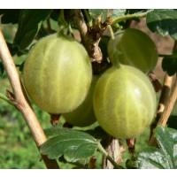 Ribes grossularia ´Hinnonmaki Gelb´ / Egreš žltý rezistentný, kmienok, 2-3 výh., rib. zl., C2