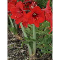 Hippeastrum ´Red Lion´ / Zornica, 32/34
