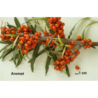 Hippophae rhamnoides ´Aromat´ / Rakytník rašetliakový, samičia r., K9