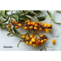 Hippophae rhamnoides ´Botanika´ / Rakytník rašetliakový, samičia r., K9
