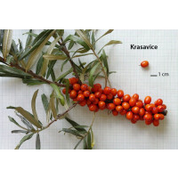 Hippophae rhamnoides ´Krasavice´ / Rakytník rašetliakový, samičia r., K9