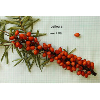 Hippophae rhamnoides ´Leikora´ / Rakytník rašetliakový, samičia r., K9