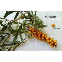 Hippophae rhamnoides ´Voroběvská´ / Rakytník rašetliakový, samičia r., K9