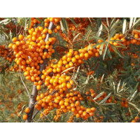 Hippophae rhamnoides / Rakytník rašetliakový, samičia r., K9