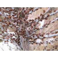 Hippophae rhamnoides ´K +´ / Rakytník rašetliakový opeľovač, samčia r., K9
