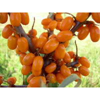 Hippophae rhamnoides ´Slniečko´ / Rakytník rašetliakový, samičia r., K9