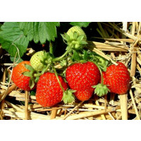 Fragaria ananassa ´Honeoye´ / Jahoda, bal. 10 ks, VK