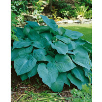 Hosta ´Blue Angel´ / Hosta / Funkia, C1