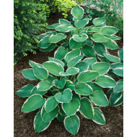 Hosta ´Francee´ / Hosta / Funkia, K9