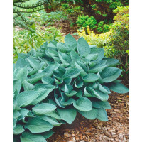 Hosta ´Sieboldiana Elegans´ / Hosta / Funkia, K9