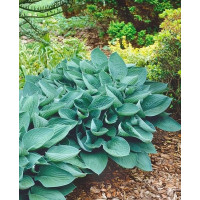 Hosta sieboldiana ´Elegans´ / Hosta / Funkia Sieboldova, C1,5