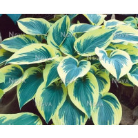 Hosta ´First Frost´ / Hosta / Funkia, K11