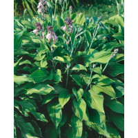 Hosta ´Hyacinthina´ / Hosta / Funkia, C1