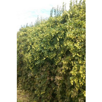 Humulus lupulus / Okrasný chmeľ, Chmeľ obyčajný, K11