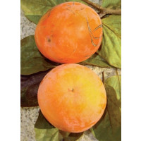 Diospyros kaki ´Tipo´ / Hurmi kaki, 80-100 cm, C5