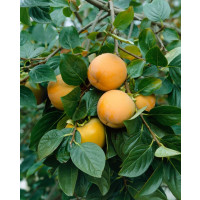 Diospyros hybr. ´Rosseyanka´ / Hurmi kaki, 80-100 cm, C5