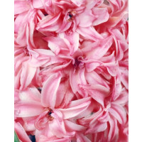 Hyacint ´Double Pink´/ Hyacint plnokvetý ružový, bal. 5 ks, 15/16
