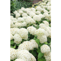 Hydrangea arborescens ´Annabelle´ / Hortenzia stromčekovitá, 30-40 cm, C3