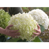 Hydrangea arborescens ´Strong Annabelle´® / Hortenzia, C3