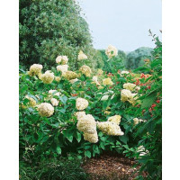 Hydrangea paniculata ´Grandiflora´ / Hortenzia metlinatá , 40-50 cm, C3