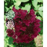 Hydrangea paniculata ´Wims Red´® / Hortenzia metlinatá, 30-40 cm, C1,5