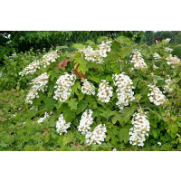 Hydrangea quercifolia ´Ice Crystal´ / Hortenzia dubolistá, 25-30 cm, C3