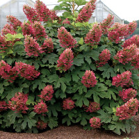 Hydrangea quercifolia ´Amethyst´ / Hortenzia dubolistá, 90-120 cm, C10