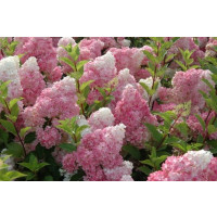 Hydrangea paniculata ´VANILLE Fraise®´ / Hortenzia metlinatá, 40-50 cm, C3