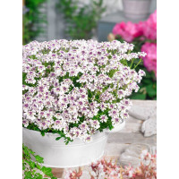 Iberis x hybrida ´Ice Pink´ / Iberka ružová, K9