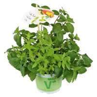 Trio byliniek Mentha-Lippia-Melissa - Ice Tea / Bylinky ľadový čaj , K9