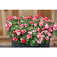 Impatiens ´Musica Bicolor Cherry´ / Netýkavka dvojfarebná, K7