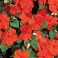 Impatiens ´Campos® F1 Orange / Netýkavka oranžová, bal. 6 ks, 6x K7