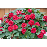 Impatiens ´Musica Elegant Red´ / Netýkavka červená, bal. 3 sk, 3x K7